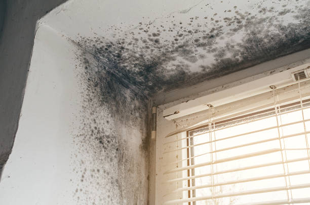 Affordable Attic Mold Removal solutions in Middletown, NY