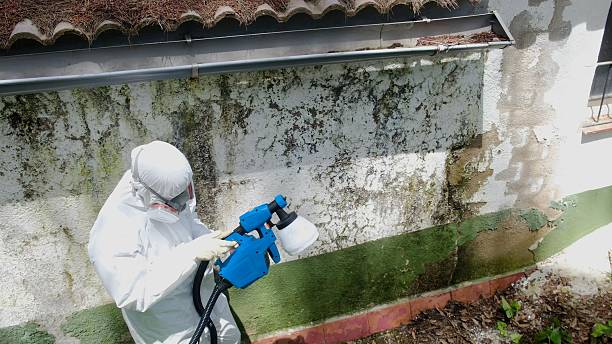 Top rated local Attic Mold Removal specialists in Middletown, NY